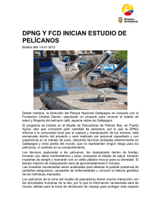 DPNG Y FCD INICIAN ESTUDIO DE PELÍCANOS