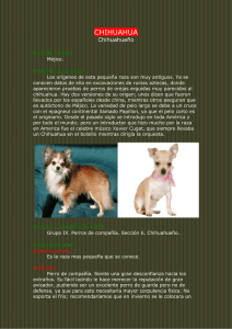 Perros y cachorros de raza chihuahua