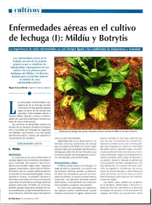 Enfermedades aéreas en el cultivo de lechuga (I): Mildíu y Botrytis