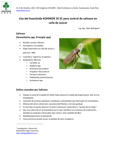 Uso del insecticida KOHINOR 35 SC para control de salivazo