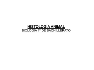 histología animal - IES Gabriela Mistral