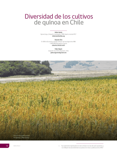 Diversidad de los cultivos de quínoa en Chile