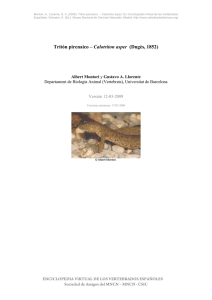 Tritón pirenaico – Calotriton asper (Dugès, 1852) - digital
