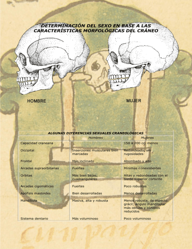 determinación del sexo en base a las características morfológicas