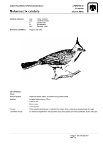 Pájaro - Antares Multimedia Productions
