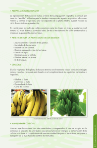 • PROPAGACIÓN DEL BANANO La reproducción de banano se