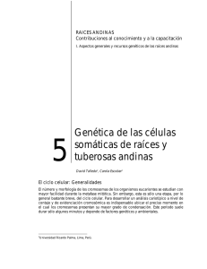 Genética de las células somáticas de raíces y tuberosas andinas