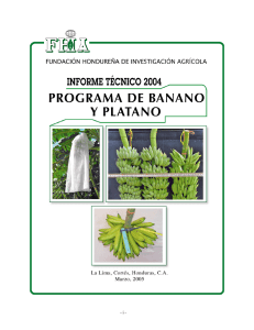 Programa de Banano y Pátano - Fundación Hondureña de