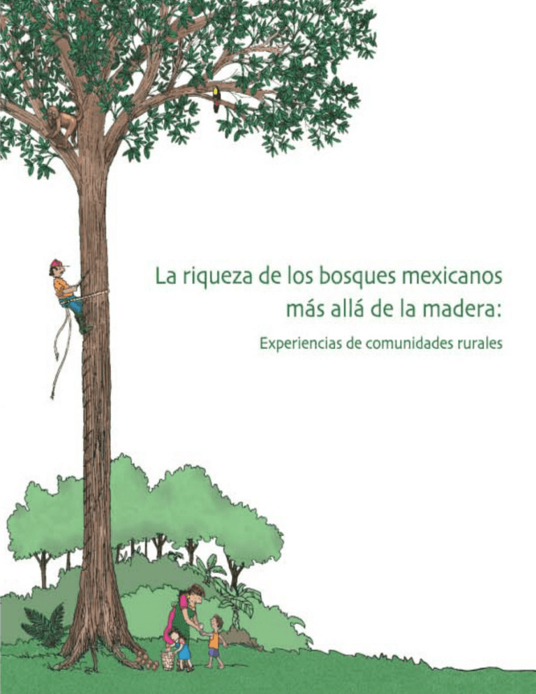 La Riqueza De Los Bosques Mexicanos Mas Alla De La Madera