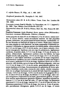 C. trifoUa Blanco. Fl. Filip .• ed. 1. 489. 1857. Otophoral paradoxa BJ