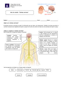 Sistema nervioso - Colegio Monte de Asís