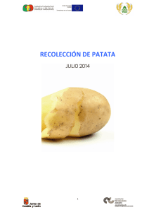 recolección de patata