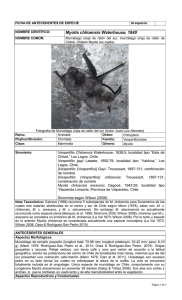Myotis chiloensis - Ministerio del Medio Ambiente