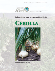 Guía práctica para la exportación de Cebolla - Bio