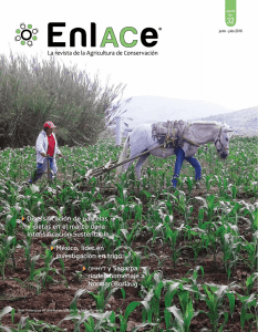 Revista EnlACe 32 - CIMMYT. Agricultura de Conservación