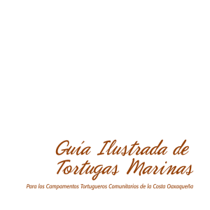 Guía Ilustrada de Tortugas Marinas