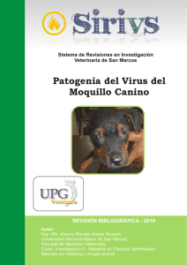 Patogenia del Virus del Moquillo Canino