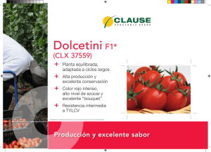 el nuevo híbrido de tomate DOLCETINI