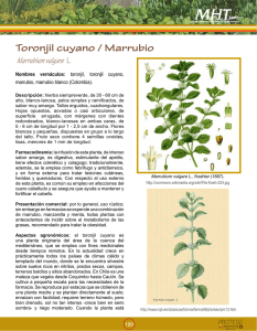 Toronjil cuyano / Marrubio