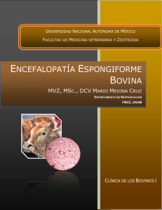 encefalopatía espongiforme bovina