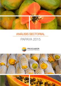 papaya 2015 - Pro Ecuador