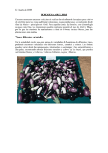 Boletín nº 4. Berenjena al aire libre (20.02.2012) (PDF 1,54 MB.)