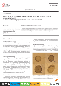 In vivo e in vitro embryo production in South American Camelids