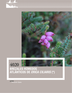 Brezales húmedos atlánticos de Erica ciliaris (*).
