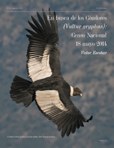 En busca de los Cóndores (Vultur gryphus): Censo Nacional