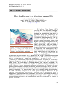 Efecto citopático por el virus del papiloma humano (HPV