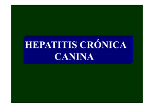 hepatitis crónica canina - Red Nacional de Veterinarias