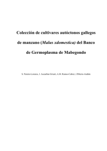 Colección de cultivares autóctonos gallegos de manzano