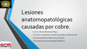 Lesiones anatomopatológicas causadas por cobre.