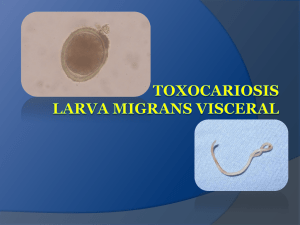 Toxocariosis larva migrans visceral