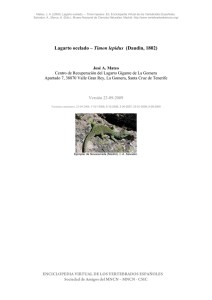 Lagarto ocelado – Timon lepidus (Daudin, 1802)