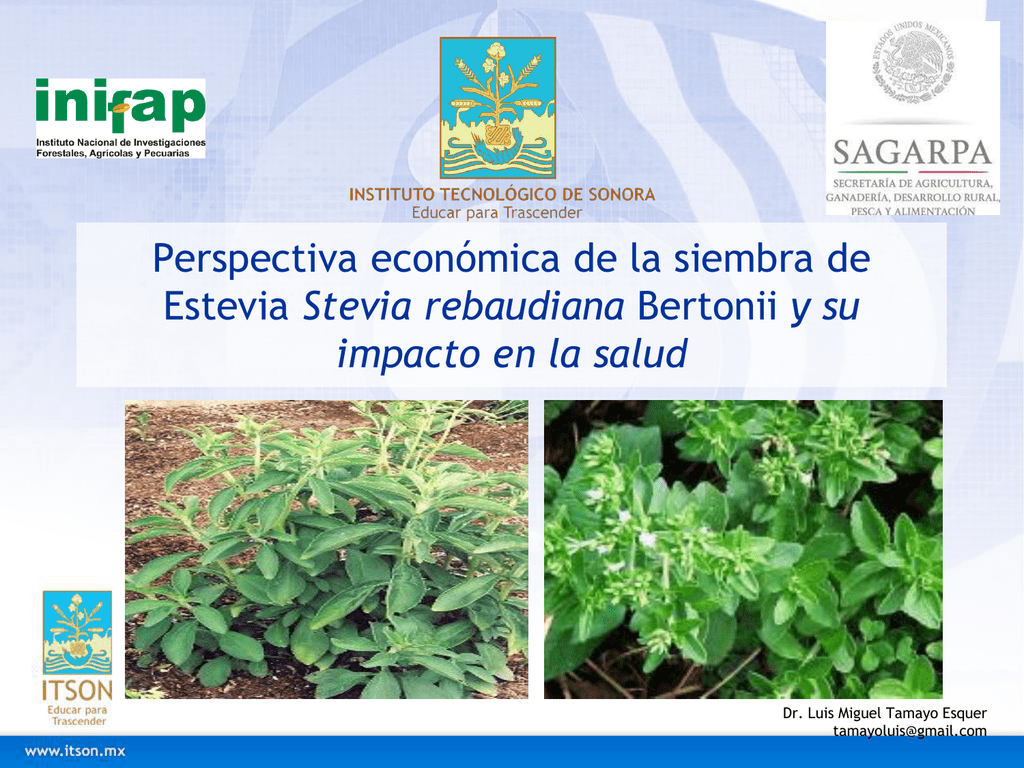 diabetes stevia fermentada