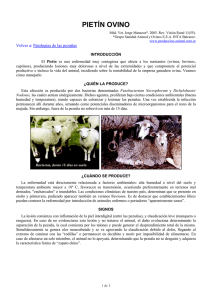 Pietín ovino - Produccion animal