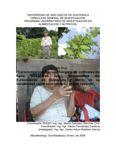 Caracterización Agromorfológica de cultivares de ñame - DIGI
