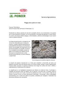 Servicio Agronómico Plagas de suelo en maíz
