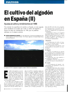 El cultivo del algodón en España (II): ayudas al cultivo y