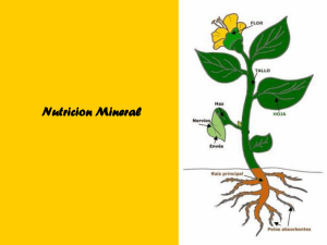 3- Nutrición Mineral