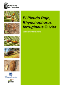 El Picudo Rojo, Rhynchophorus ferrugineus Olivier