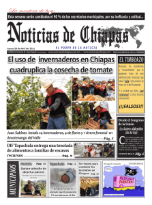 El uso de invernaderos en Chiapas cuadruplica la cosecha de tomate