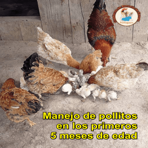 Manejo de pollitos en los primeros 5 meses de edad Manejo