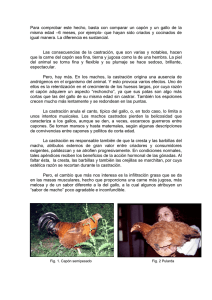 Descargar Pdf - Asociación Española de Ciencia Avícola