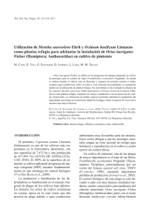 Utilización de Mentha suaveolens Ehrh y Ocimum basilicum