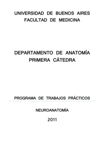 Programa Neuroanatomia