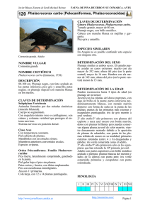 120 Phalacrocorax carbo (Pelecaniformes