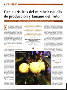 Características del mirabel: estudio de producción y tamaño del fruto