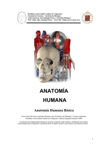 anatomía humana - Pontificia Universidad Católica de Valparaíso